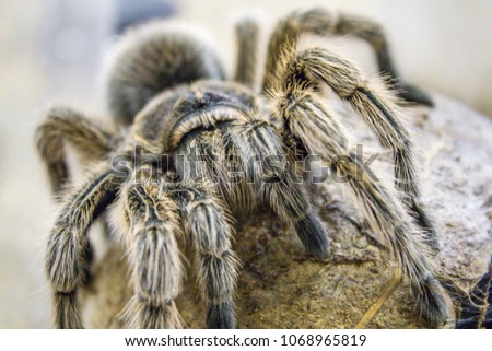 A huge spider, goliath bird-eating tarantula (the biggest tarantula in the world) close-up Royalty-Free Stock Photo #1068965819