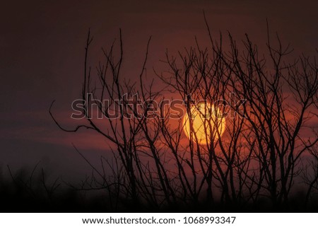 Halloween background with silhouette trees on mountain in spooky sunset sky atmosphere.