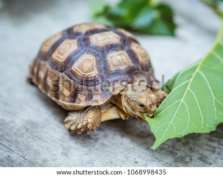 Turtles eat vegetables