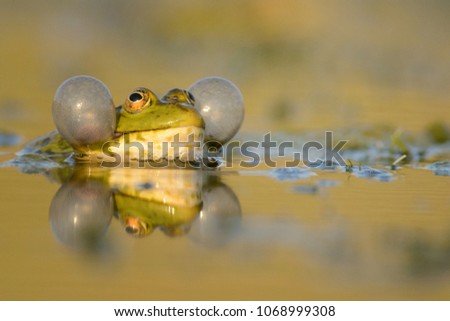 Green Marsh Frog (Pelophylax ridibundus) croaking on a beautiful light. Royalty-Free Stock Photo #1068999308