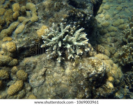 Coral reef in north Sulawesi, Indonesia sea