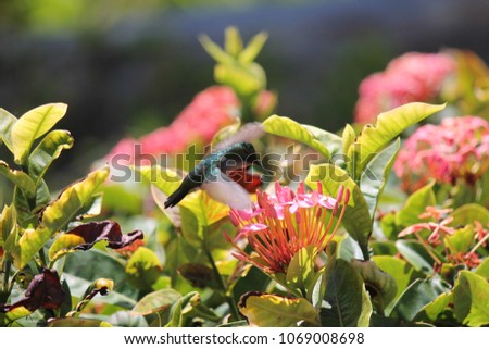 humming bird emerald in Caribbean feeding on nectar from flower stock, photo, photograph, picture, image