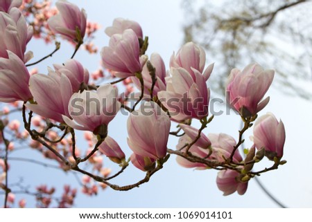 Branch of magnolia tree in the spring garden