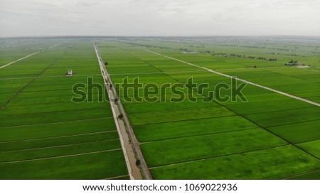 Beautiful aerial view scenary of agriculture land (rice paddy field) at Sekinchan, Malaysia