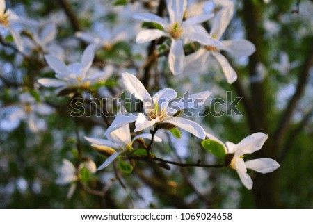 Flowers on a magnolia blossom tree in the spring