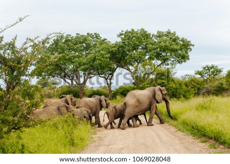 Elephants are crossing the road on a safari trip, Africa
