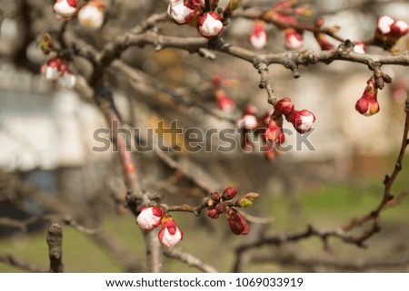 Branches of trees, buds, buds of flowers, flowering. Spring. Apricot tree.
