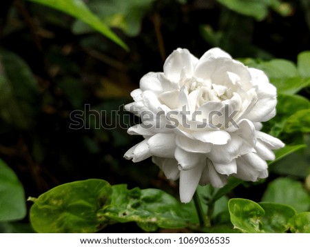 close up Jasmine (Other names are Jasminum, Melati, Jessamine, Oleaceae)