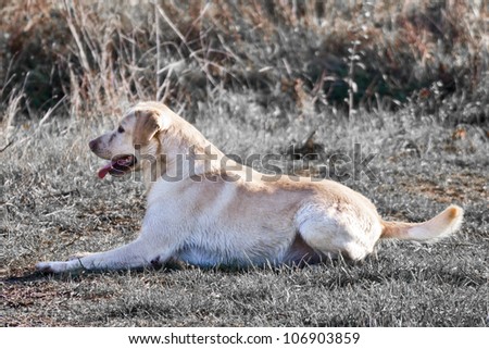 Light brown labrador lying on field.