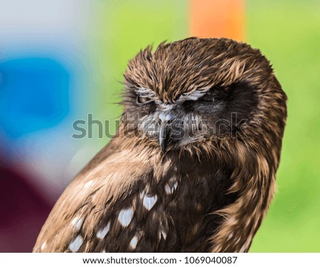 Owl close ups