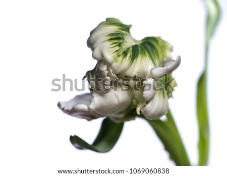 White Parakeet tulip isolated on white