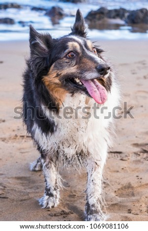 dirty and happy dog border collie at the beach. sand and water behind for a nice portrait of a best friends