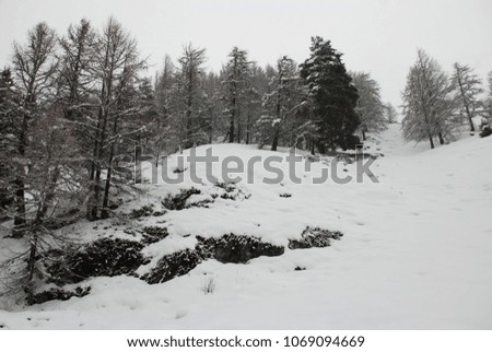 Snowy conifers in the Italian Alps
