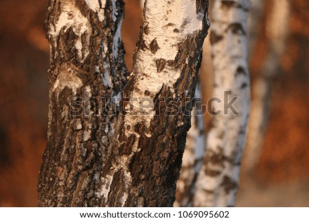 Birch forest. Betula pendula (Silver Birch). Country Slovakia, Europe.