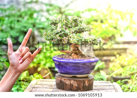 Hand of love Tree bonsai name "Tea" or "Singapore Holly" in a pot of blue clay. A beautiful white blossom In the spring And raised to decorate parks and housing.