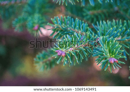 fir tree pines , close up