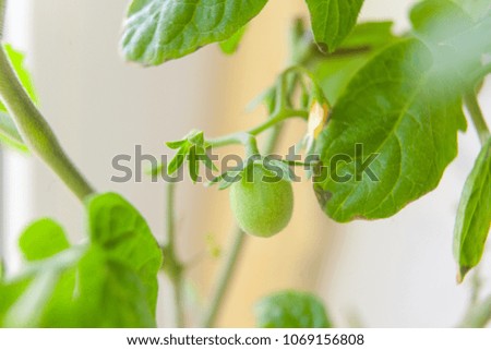 blooming tomatoes in spring