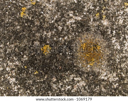 Stock macro photo of the texture of concrete with small lichens growing on it.  Useful as a layer mask or abstract background.