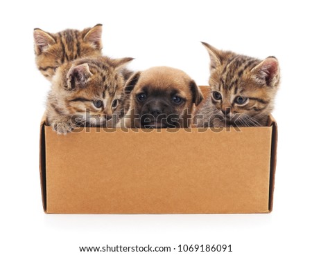 Puppy and kittens in a box isolated on white background.