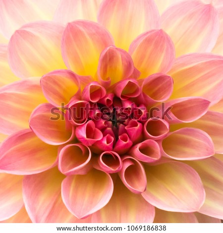 Pink, yellow and white fresh dahlia flower macro photo. Picture in color emphasizing the light different colours and yellow white highlights. Flower center in the in the middle of the square frame.