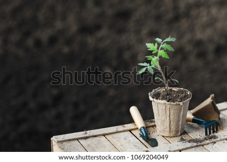 Garden work: Sprouts tomato in a peat pot, tools and extra space for text