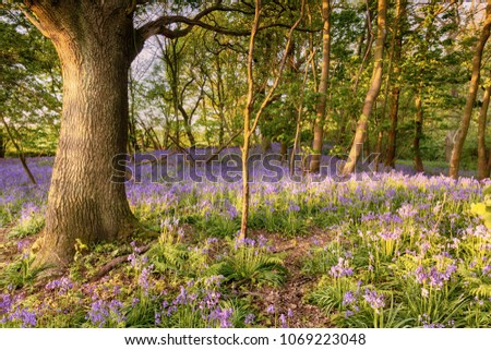 Bluebell path deep in a hidden woodland in Norfolk UK. Wild spring flowers blooming at sunrise in a forest.
