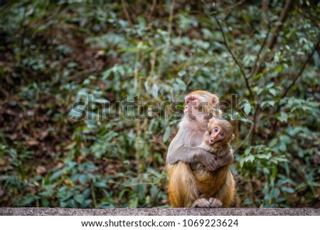 Cute monkey with mother monkey lives in a natural forest , Copy space for text.