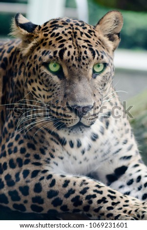 Leopard,  in Jihlava, Czech Republic