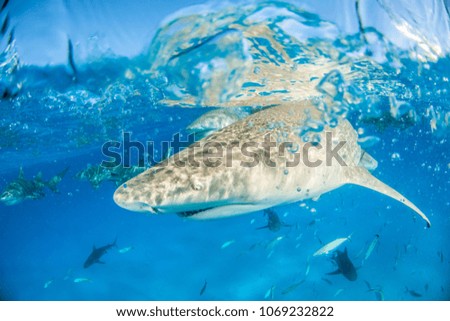 Lemon Shark at the Water Surface at Tigerbeach, Bahamas