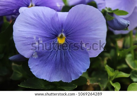 Purple pansies flowers in a garden 
