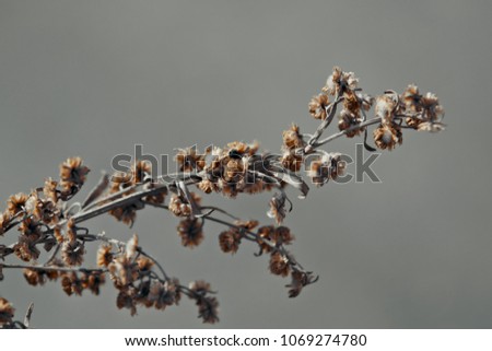 Stems of dried plants on a blurred background close-up