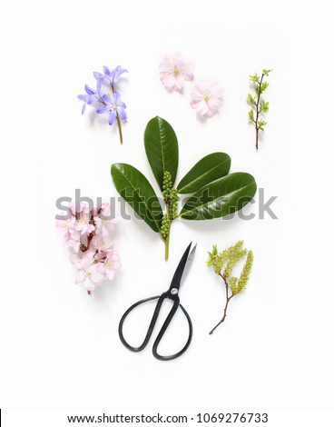 Spring botanical floral composition. Pink Japanese cherry blossoms, blue scilla  flowers and  evergreen English laurel branch with black vintage scissors on white wooden background. Styled stock photo