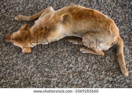 Stray dog on pavement, top view. Rescue and shelters for homeless animals. Made boarding home for dogs. Concept: we are responsible for animals, compassion, humanity Royalty-Free Stock Photo #1069283660