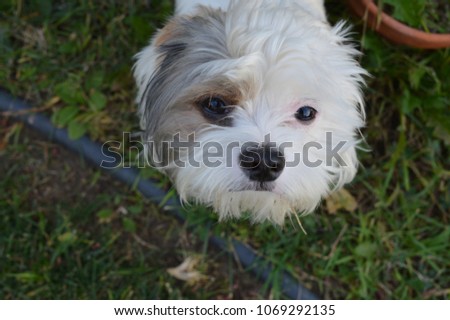 A picture of my dog Monet, a Shih Tzu and Maltese mix, standing in our backyard. 
