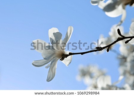 Spring white blossom of magnolia tree in a garden, backlit by sun, sunny day, backlight, green leaves, sprouts, blue sky background, peaceful atmosphere, happy mood