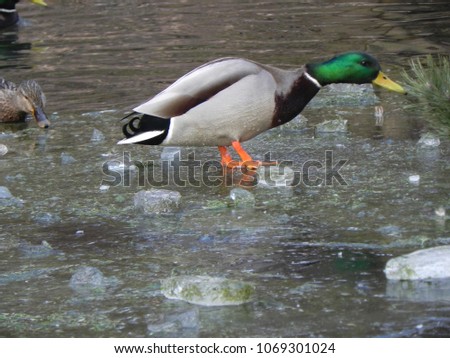 Male duck - drake wading in a frozen pond. Wild bird in the park. Green head and melting ice. Early spring in Poland.