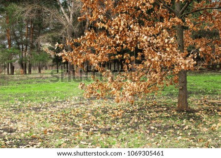 oak with yellow leaves in spring