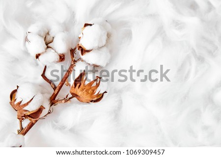 branch of white cotton flowers Royalty-Free Stock Photo #1069309457