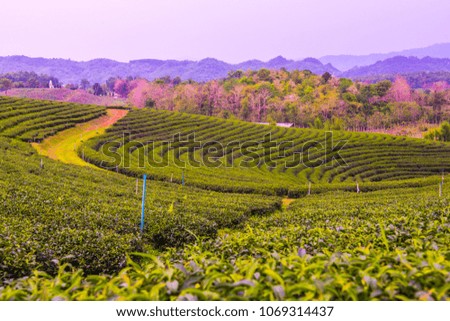 Tea plantation in Thai, Thailand.