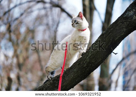 Cat standing on the tree branch side view picture