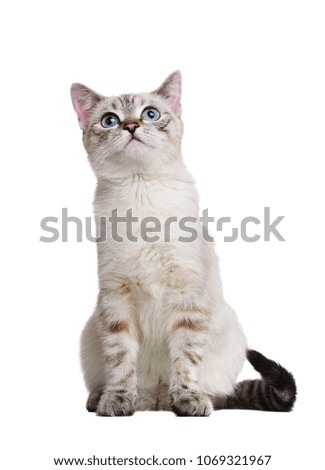 Blue eyed kitten in a white studio looking up to the copy space area