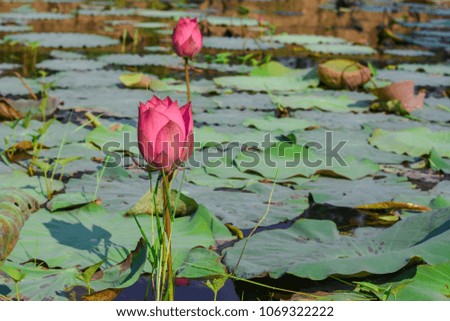 Pink Lotus in the morning on a sunny day and calm wind.

