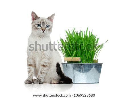 Sitting kitten with a pot of fresh grass in a white studio