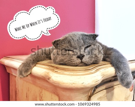 Funny cat photo with text captions