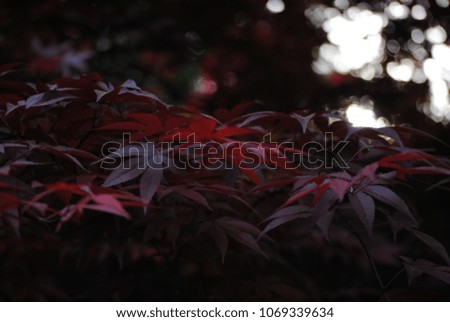 A japanese maple lit up by the suns rays