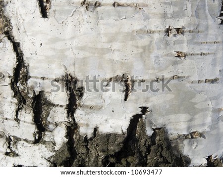 Texture from a birch bark useful for backgrounds
