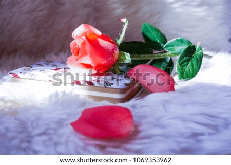 A pink rose in front of a white background.