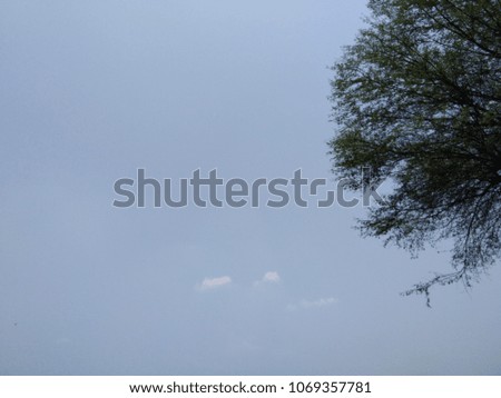 trees with sky background