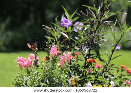 Butterfly garden with orange monarch butterfly pollinating pink snapdragon, tulip, pansy and colorful lantana flower plants.