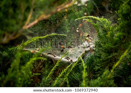 Spider web with brown dried leaves and green leaves on tree